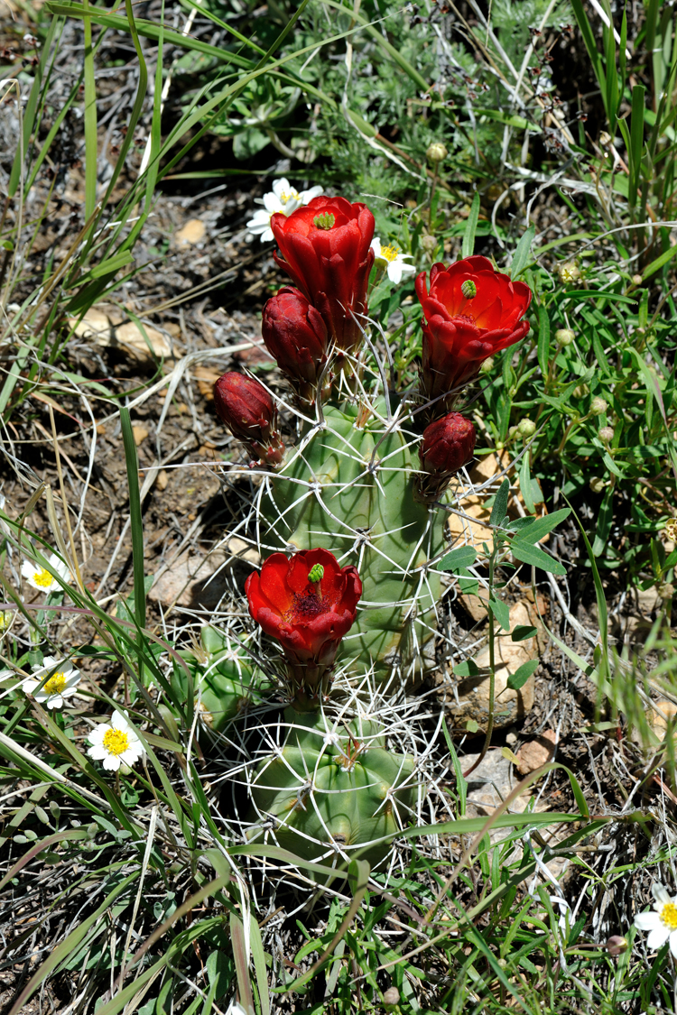 Echinocereus triglochidiatus, USA, Colorado, Fremont Co.