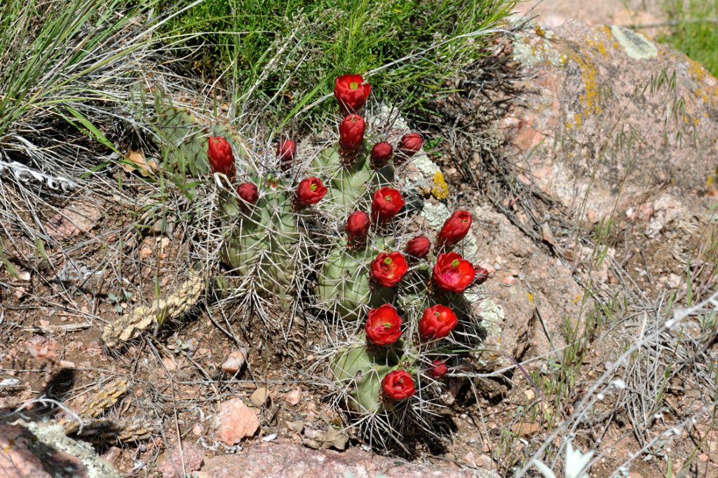 Echinocereus triglochidiatus, USA, Colorado, Fremont Co.