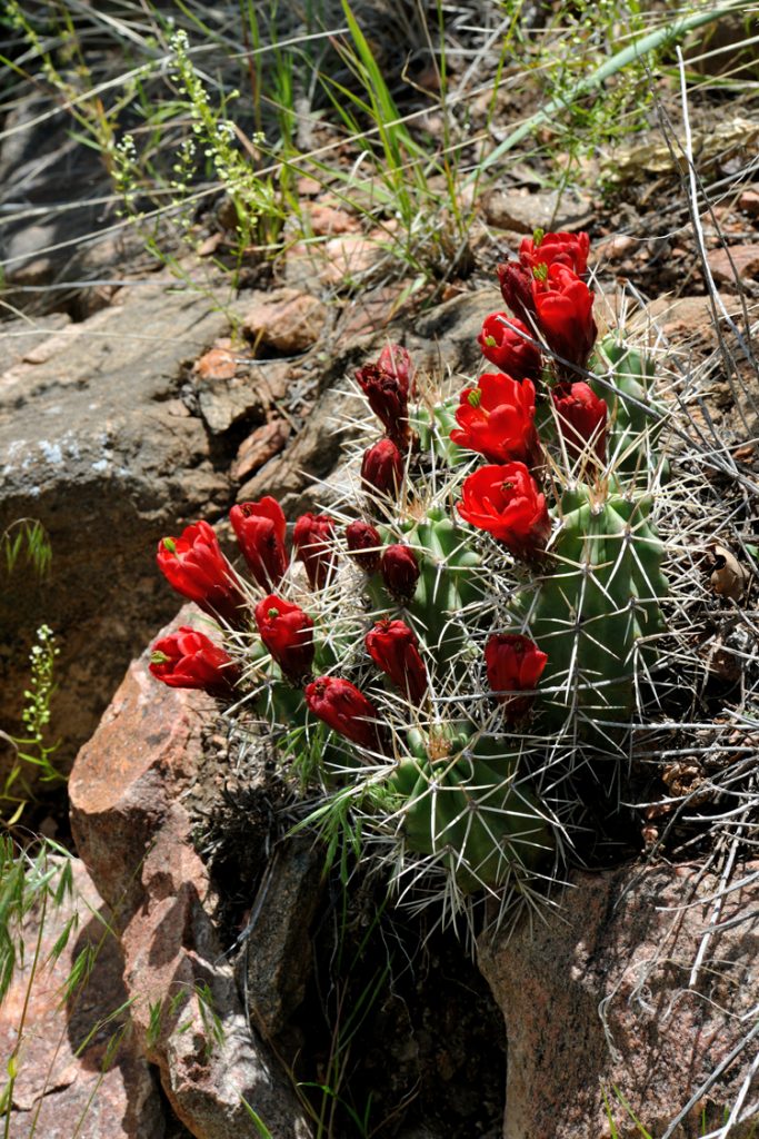 Echinocereus triglochidiatus, USA, Colorado, Fremont Co.