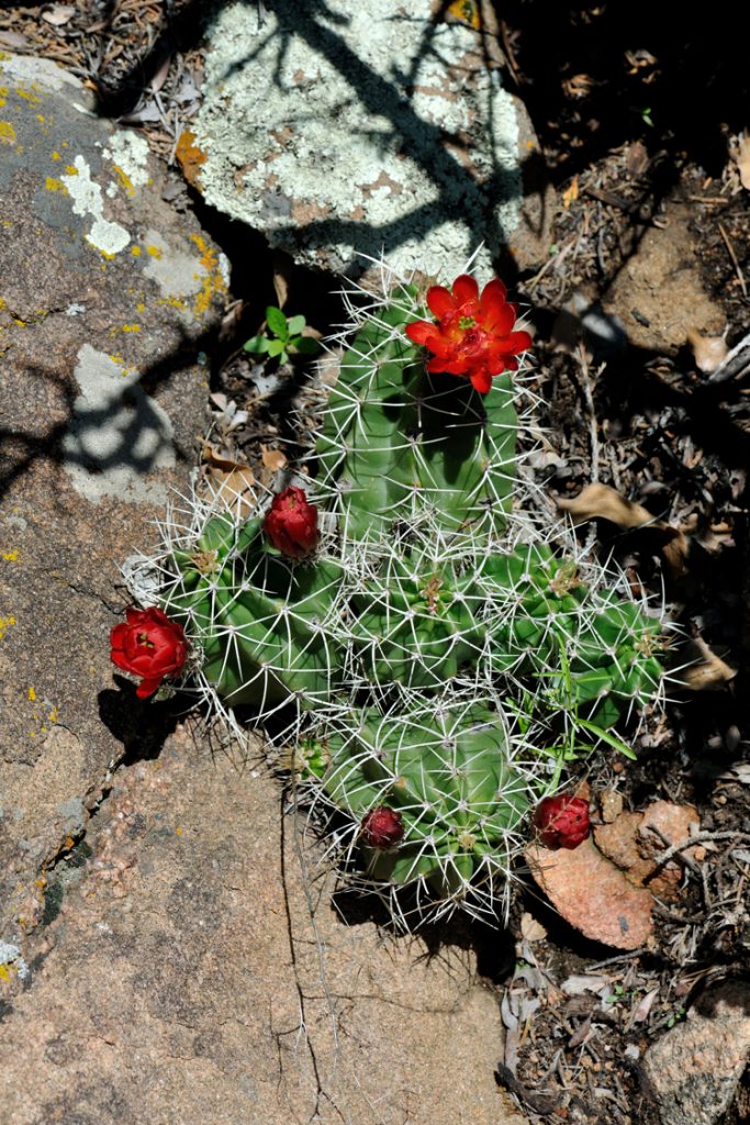 Echinocereus triglochidiatus, USA, Colorado, Fremont Co.