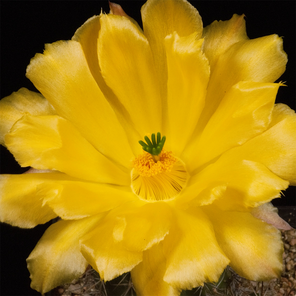 Zeitraffer Echinocereus stoloniferus subsp. tayopensis, Mexico, Sonora, San Nicolas - Nuri (Video)