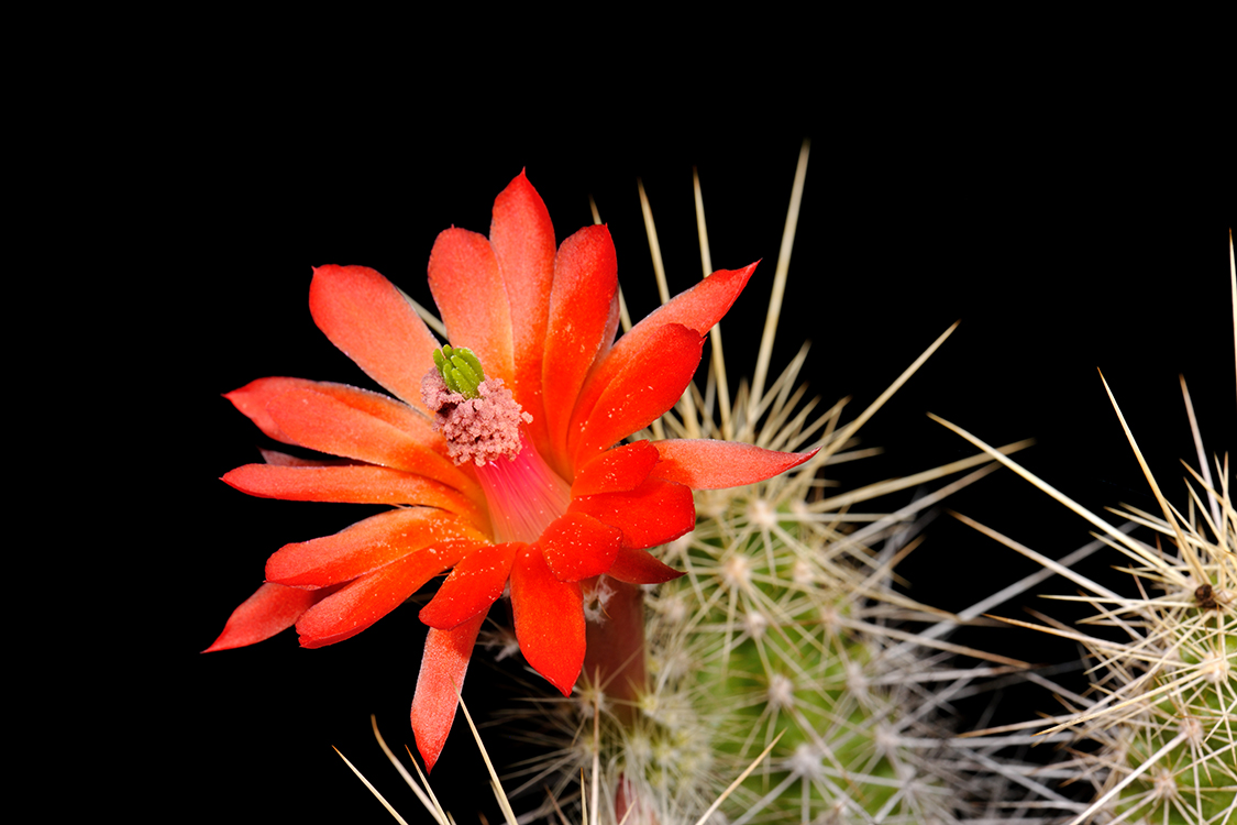 Echinocereus klapperi, Mexico, Sonora, El Novillo