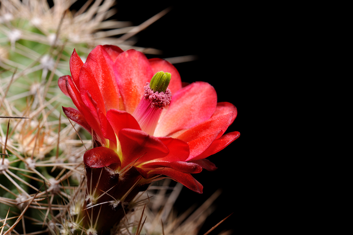 Echinocereus bakeri, USA, Arizona, Seligman - Kingman