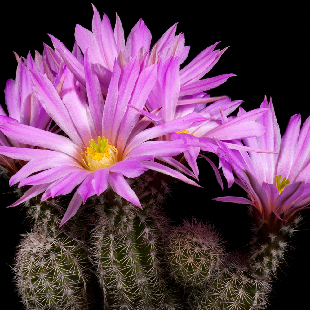 Zeitraffer Echinocereus metornii, Mexico, Coahuila, Sierra Mojada (Video)