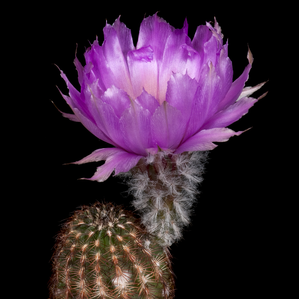 Zeitraffer Echinocereus reichenbachii subsp. perbellus, USA, Texas, Runnel County (Video)