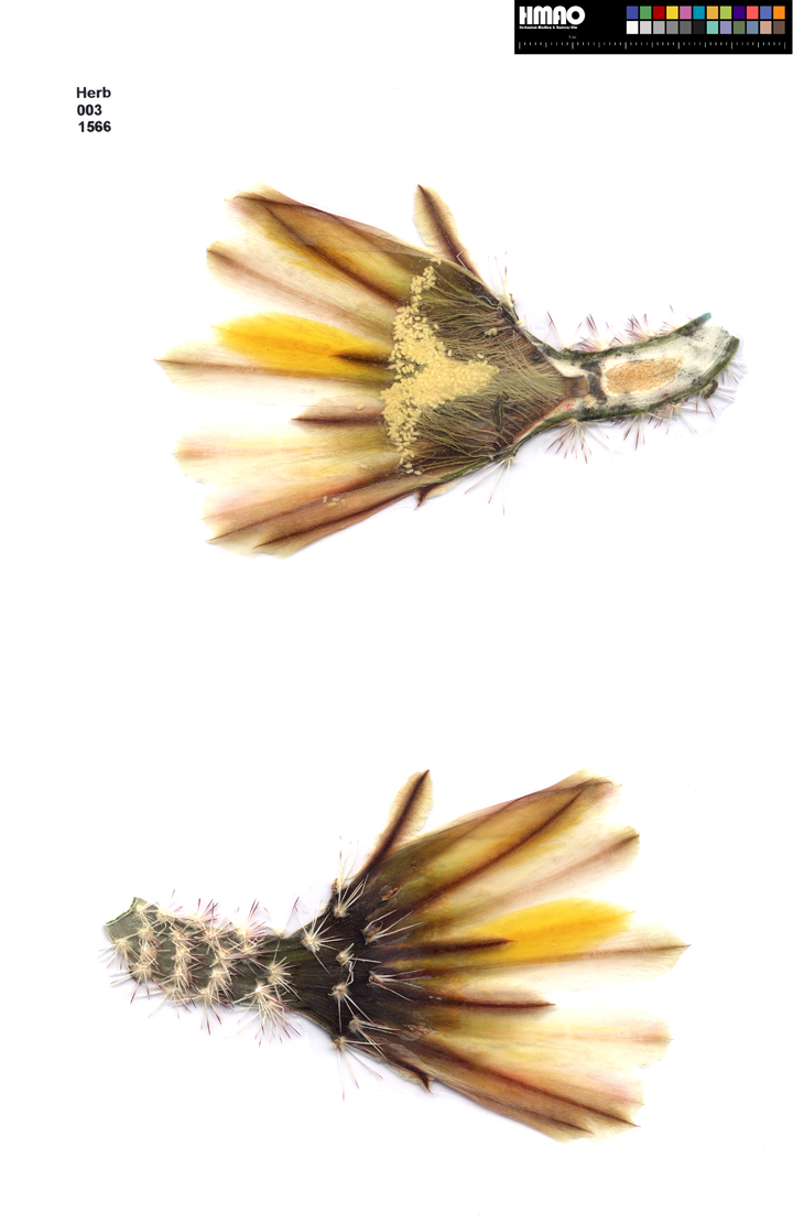 HMAO-003-1566 - Echinocereus spec., USA, Brewster Co., HEB208