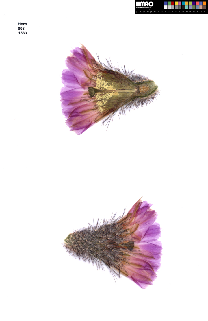 HMAO-003-1583 - Echinocereus reichenbachii caespitosus, USA, Texas, Llano-Austin
