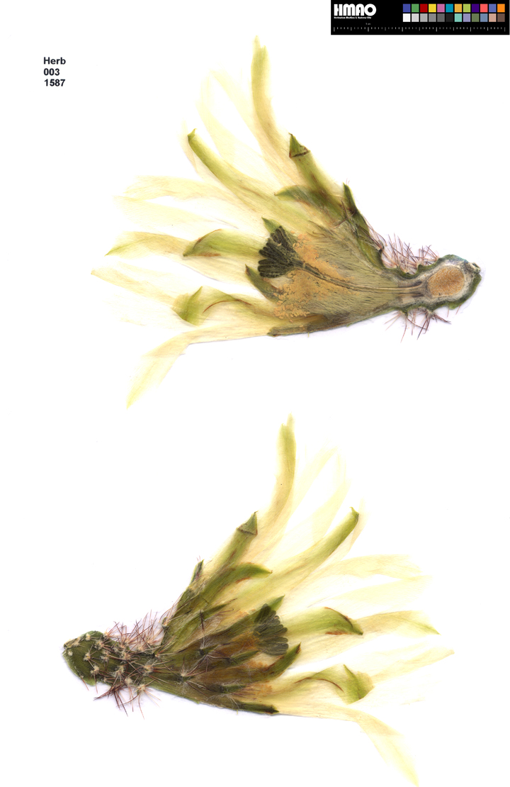 HMAO-003-1587 - Echinocereus pentalophus albiflorus, Mexico