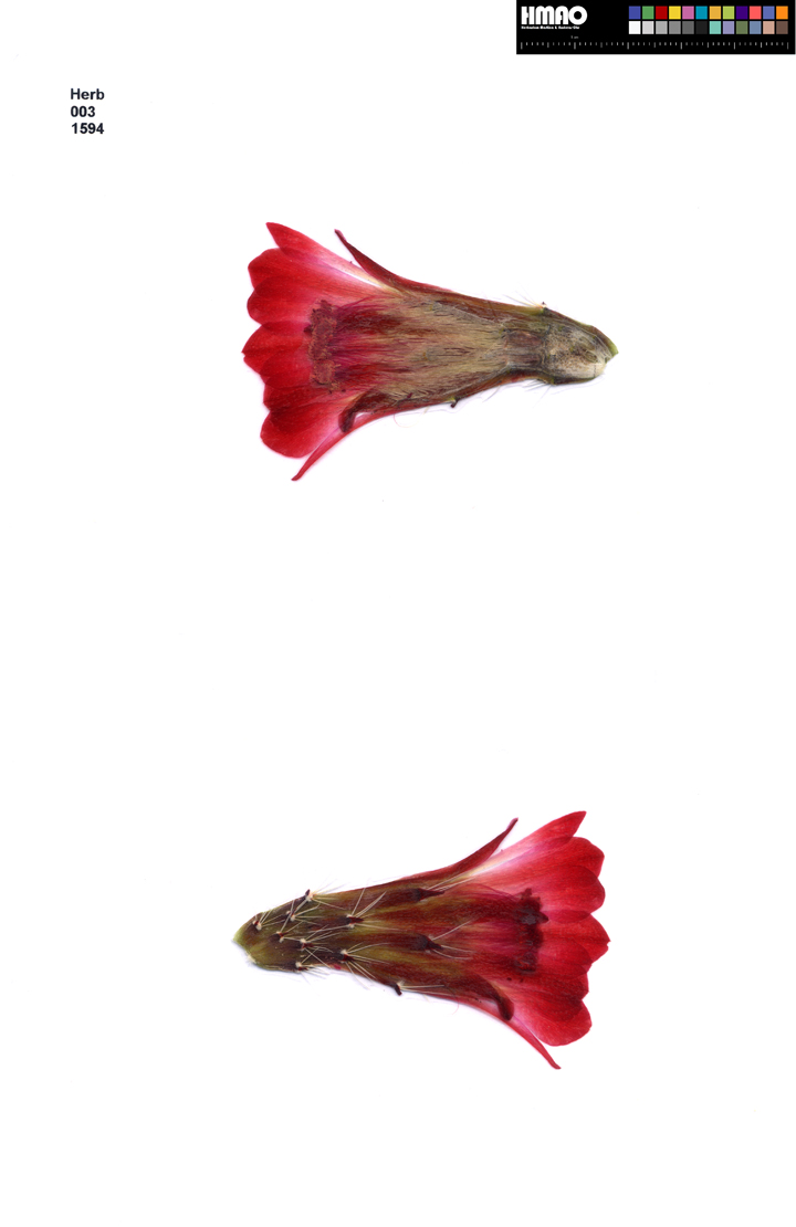 HMAO-003-1594 - Echinocereus mojavensis, USA, Utah, Ponderosa