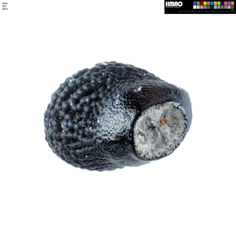 HMAO-001-0074 - Echinocereus adustus radians, Mexico