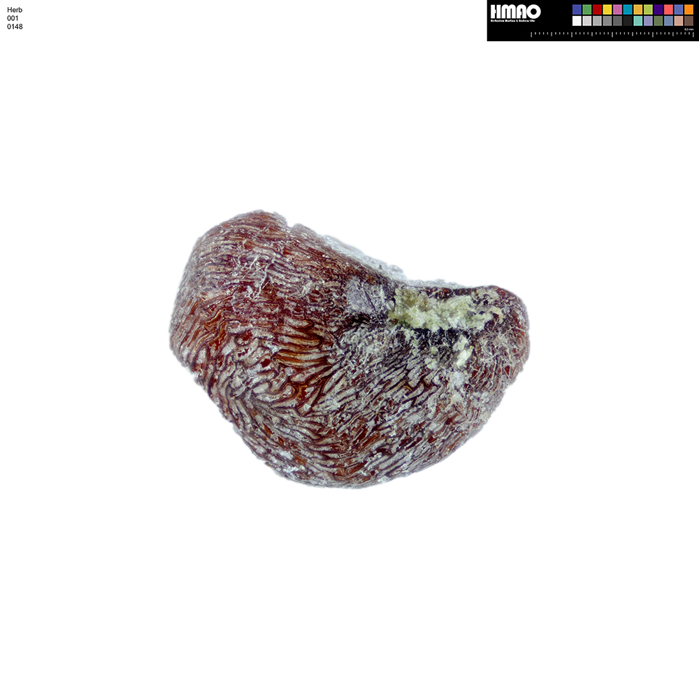 HMAO-001-0148 - Pelecyphora aselliformis