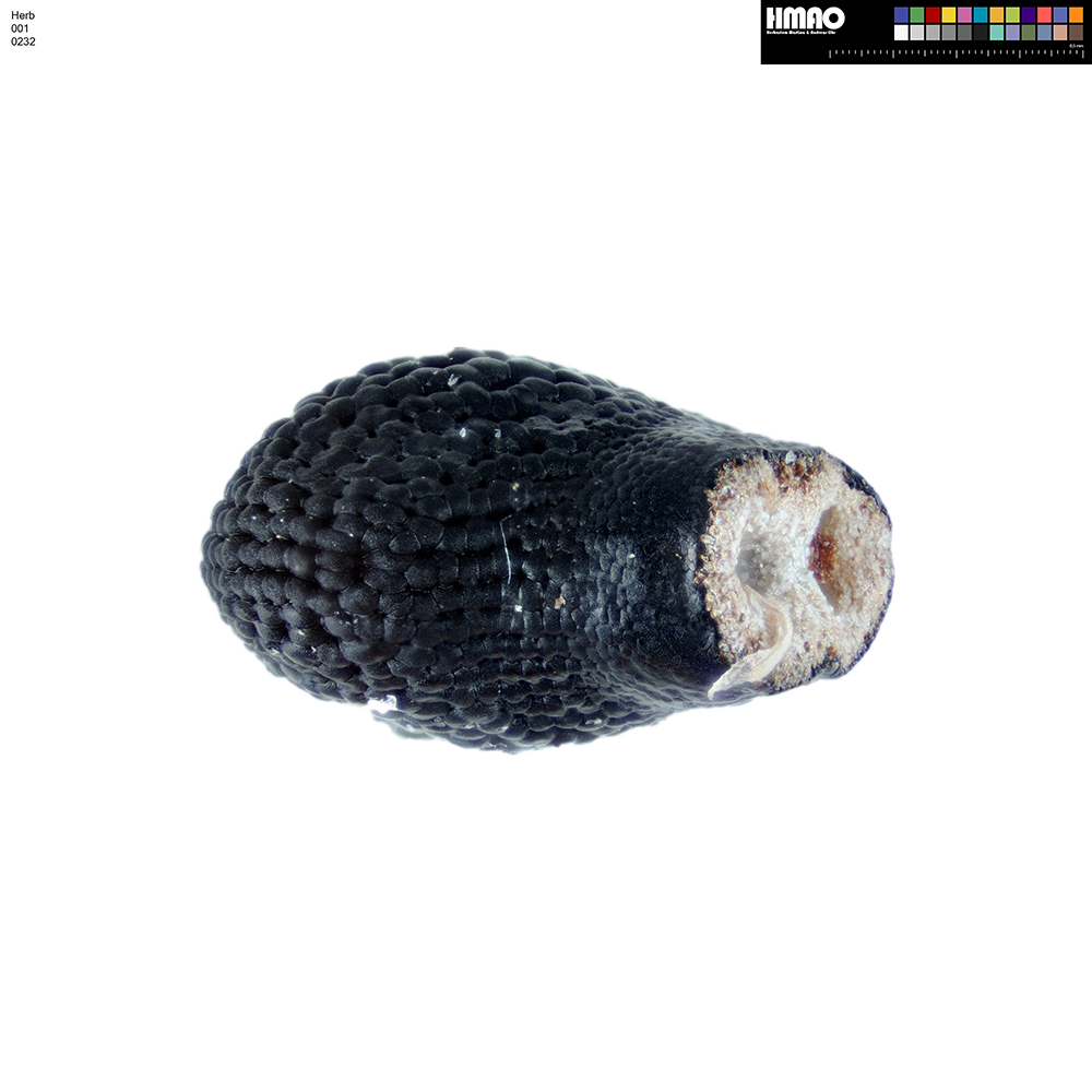 HMAO-001-0232 - Echinocereus pectinatus, Mexico, Detras