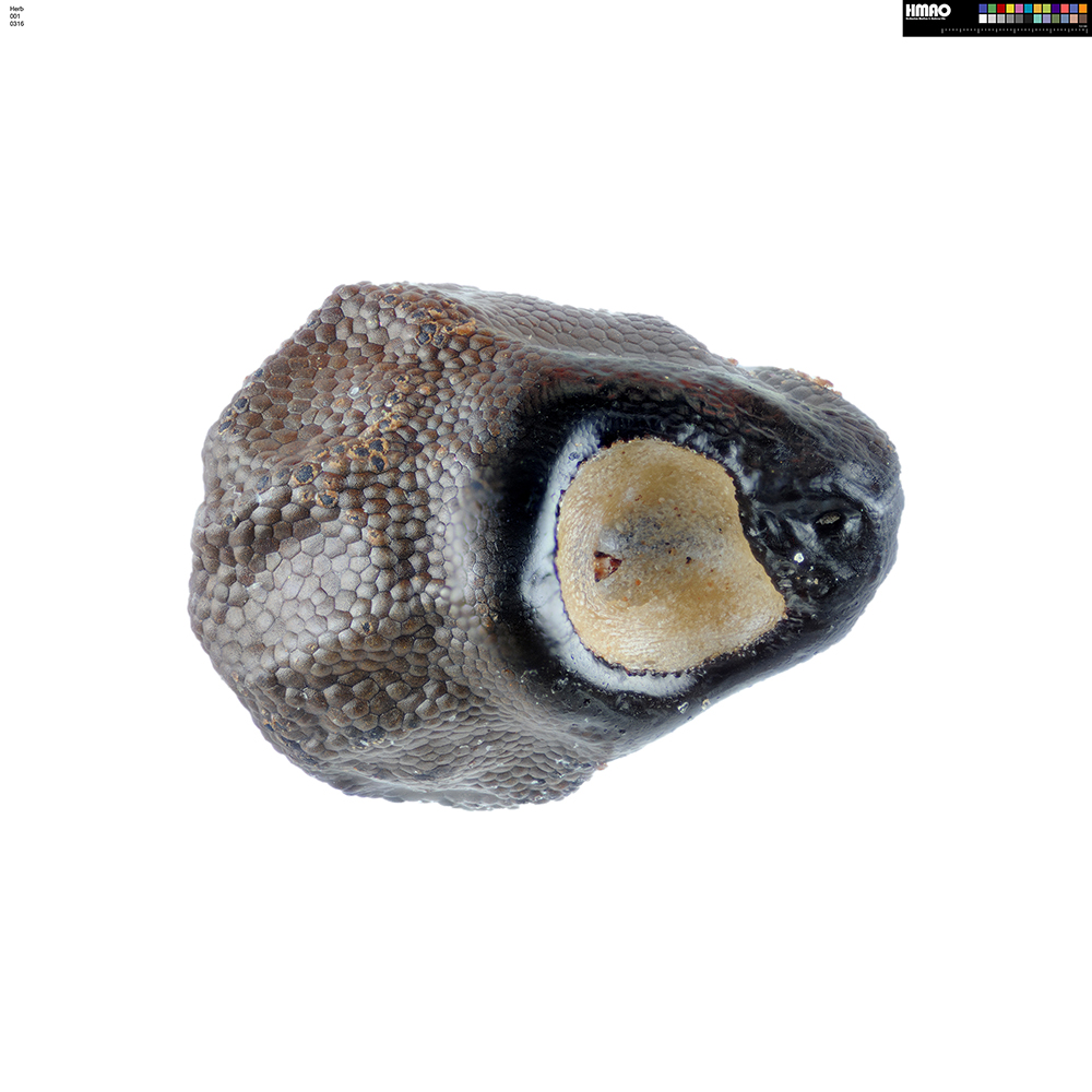 HMAO-001-0316 - Echinocactus horizonthalonius, USA, Texas, Bakersfield