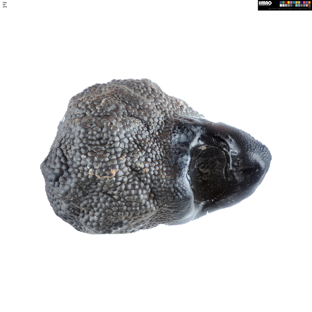 HMAO-001-0318 - Echinocactus horizonthalonius, USA, Texas, Bakersfield