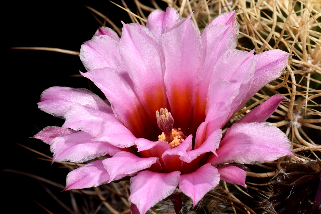 Echinocereus lindsayi, Mexico, Baja California