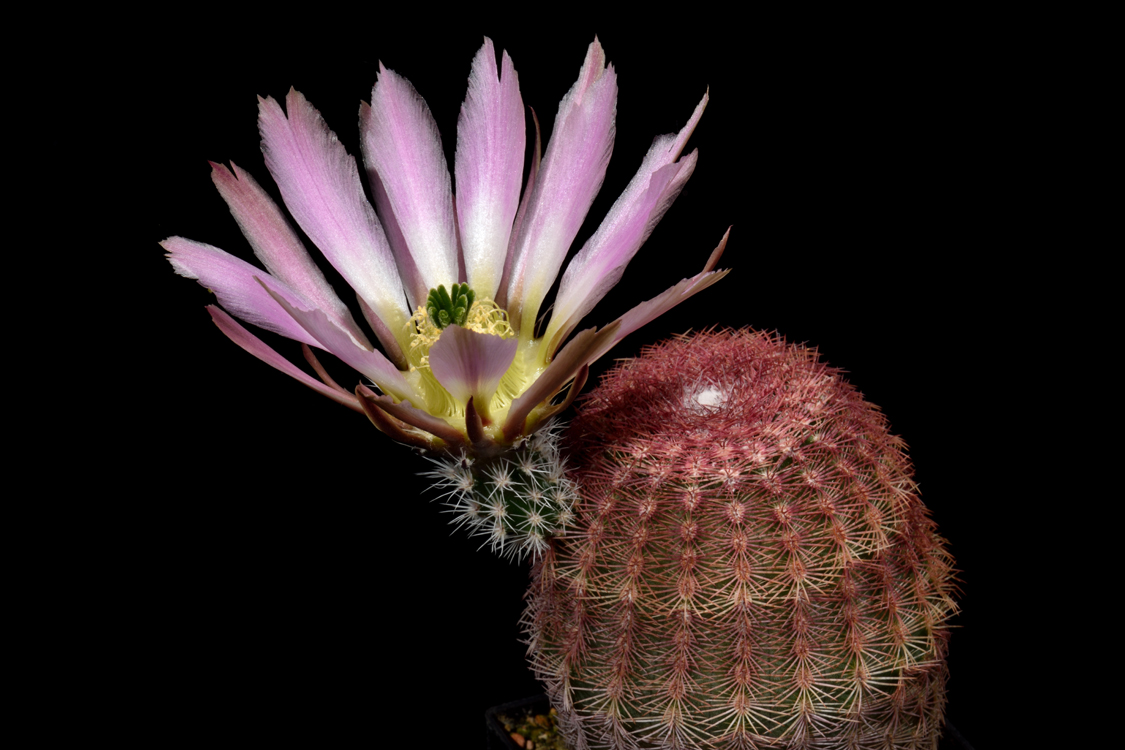 Echinocereus pectinatus, Mexico, Nuevo Leon, San Roberto