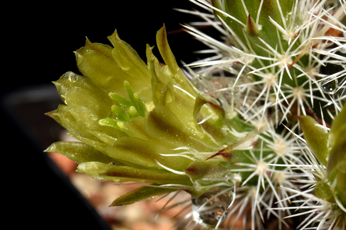 Echinocereus viridiflorus, USA, New Mexico, Santa Fe Co., SB0170