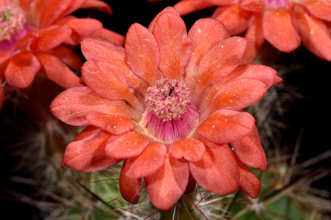 Echinocereus polyacanthus, Mexico, Durango, Las Minas Navidad