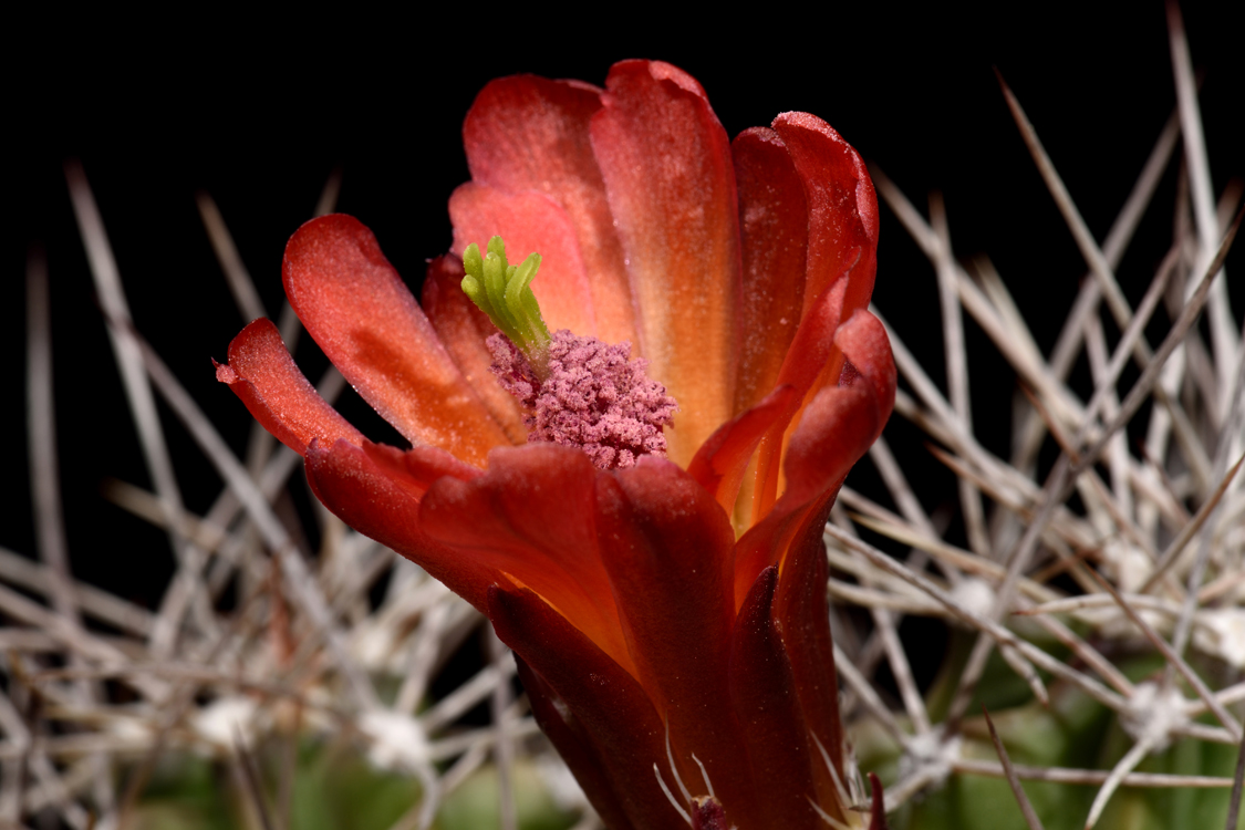 Echinocereus mojavensis, USA, Utah, Capitol Reef