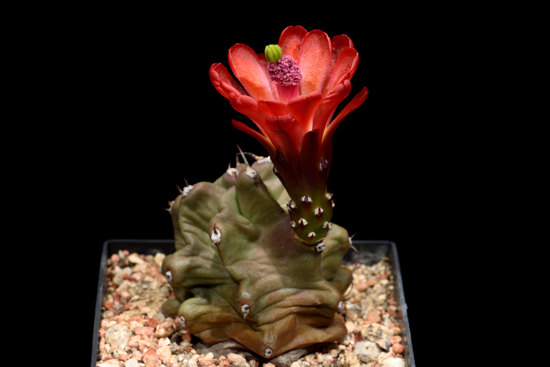 Echinocereus mojavensis fa. inermis, USA, Utah