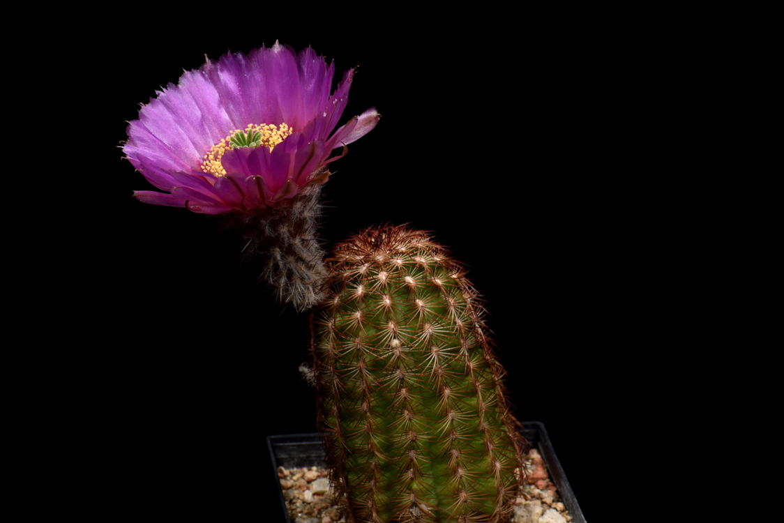 Echinocereus reichenbachii subsp. caespitosus, USA, Kansas, Morton Co.