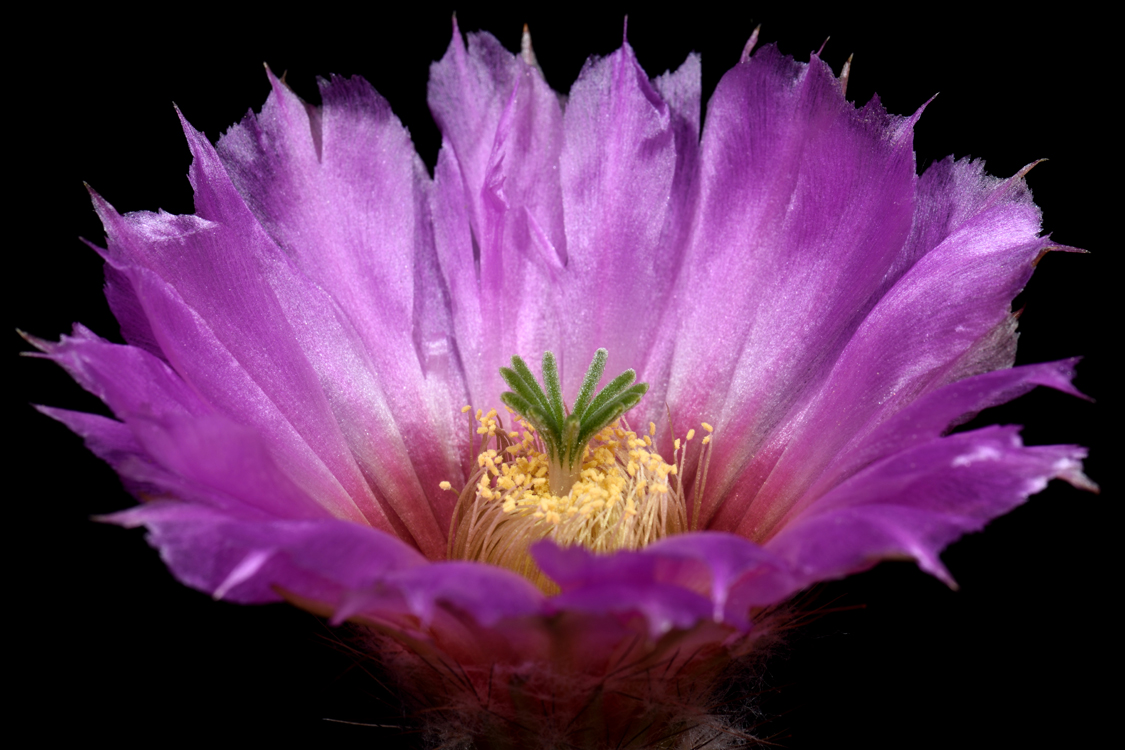 Echinocereus reichenbachii subsp. caespitosus fa. castaneus, USA