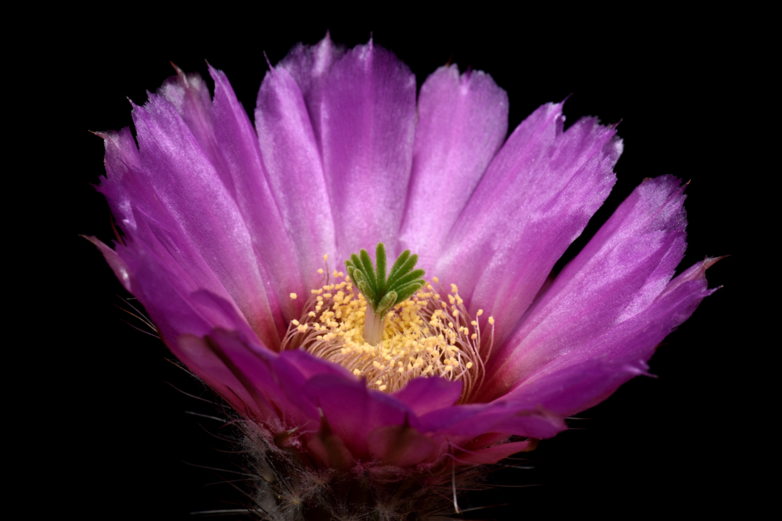 Echinocereus reichenbachii subsp. caespitosus fa. castaneus, USA