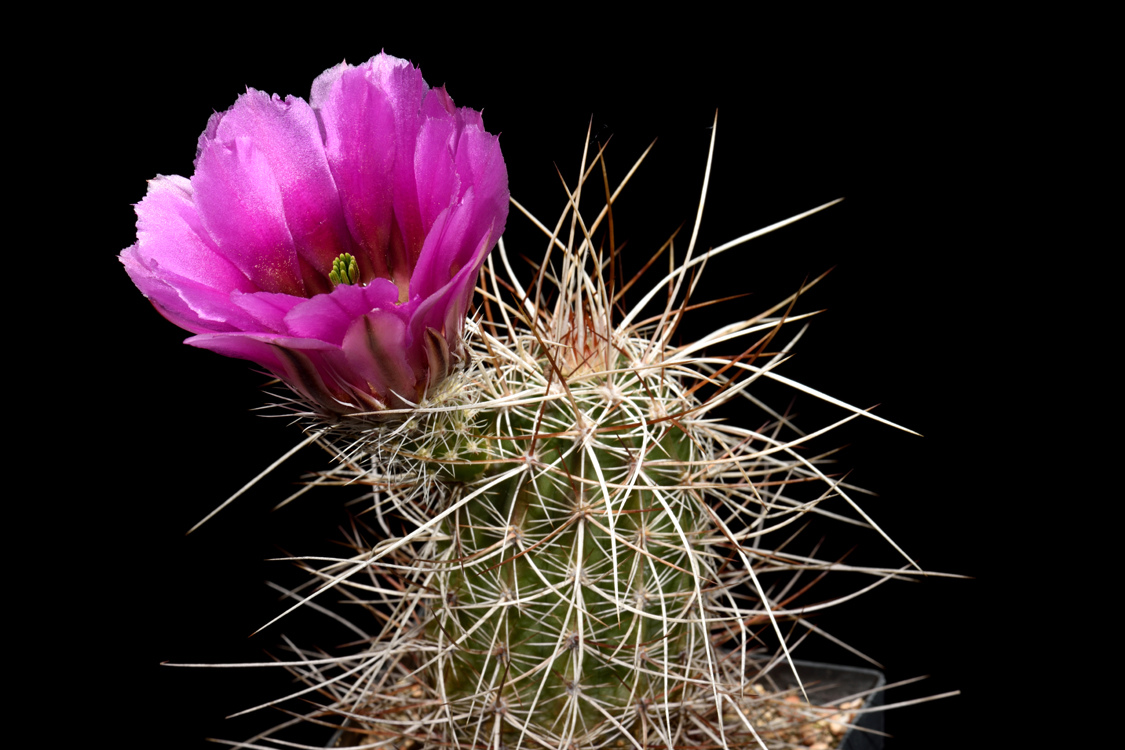 California Archive Echinocereus Online
