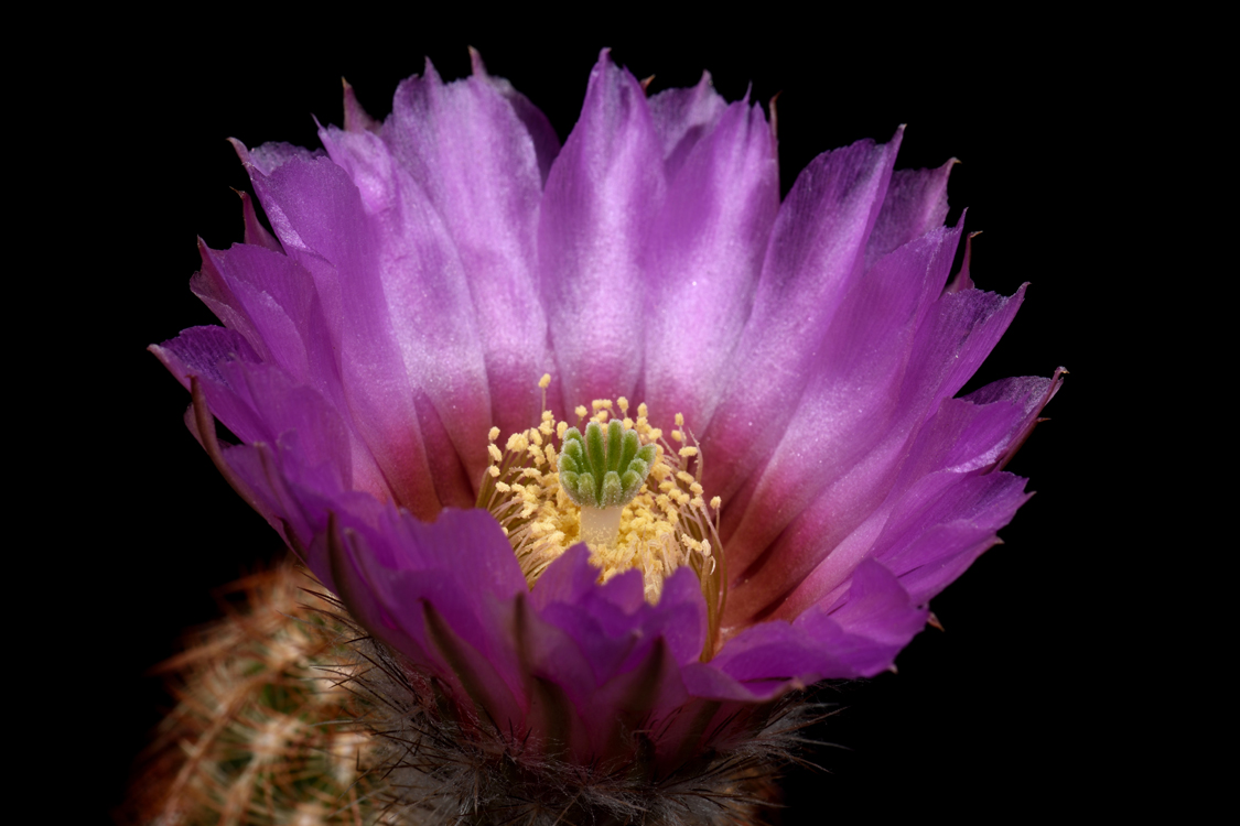 Echinocereus reichenbachii subsp. caespitosus, USA, Kansas, Morton Co.