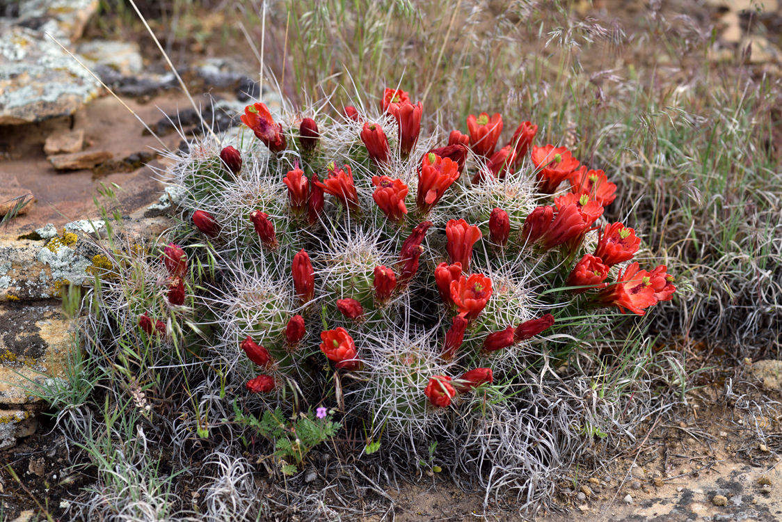 Echinocereus mojavensis, USA, Utah, Grand Co.