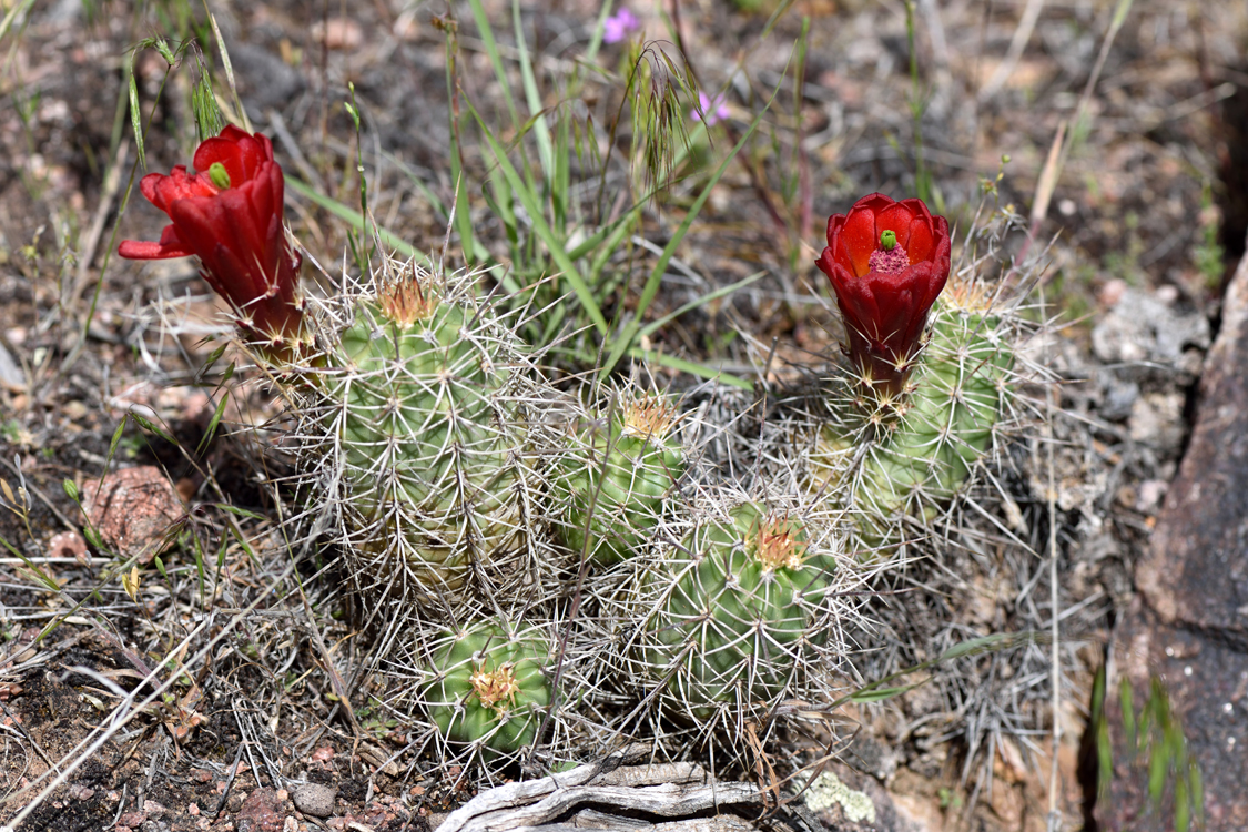 Echinocereus mojavensis, USA, Colorado, Mesa Co.