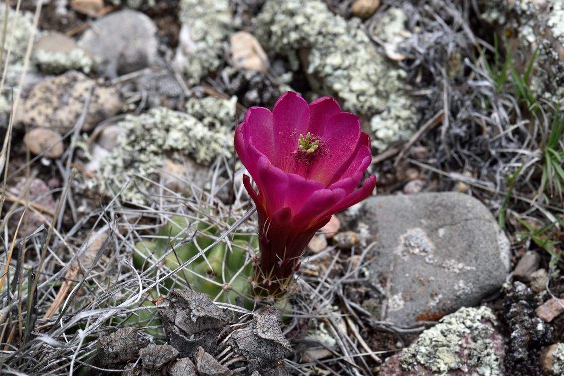 Echinocereus mojavensis, USA, Utah