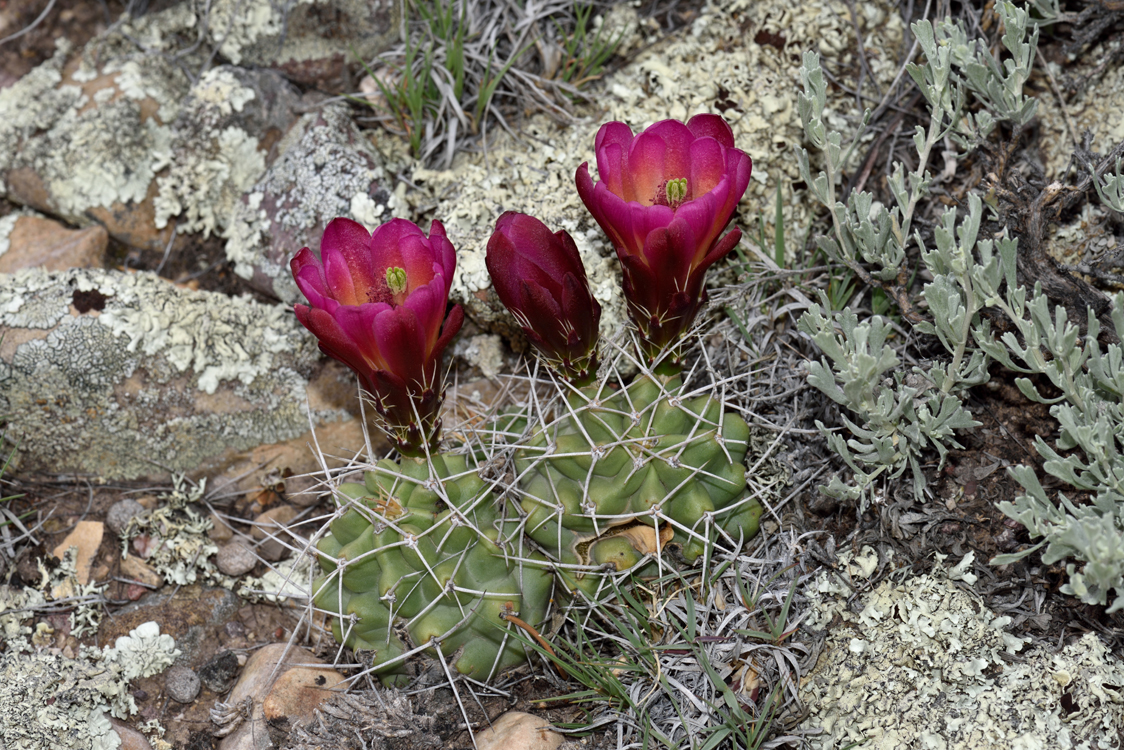 Echinocereus mojavensis, USA, Utah