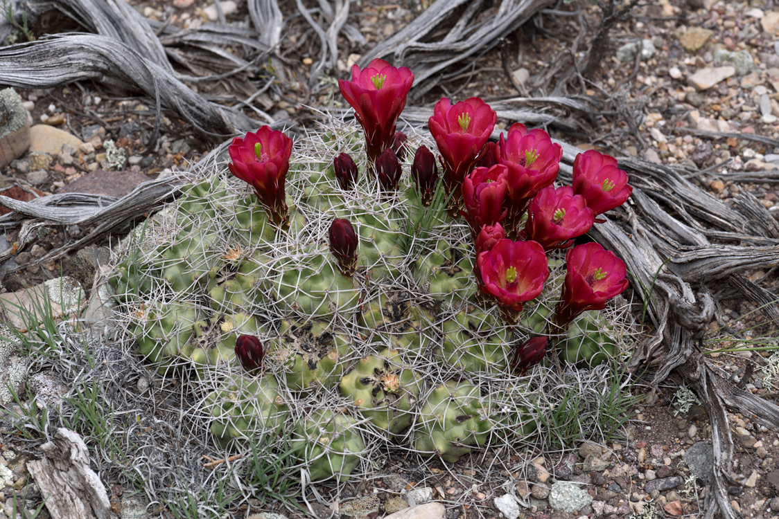 Echinocereus mojavensis, USA, Utah