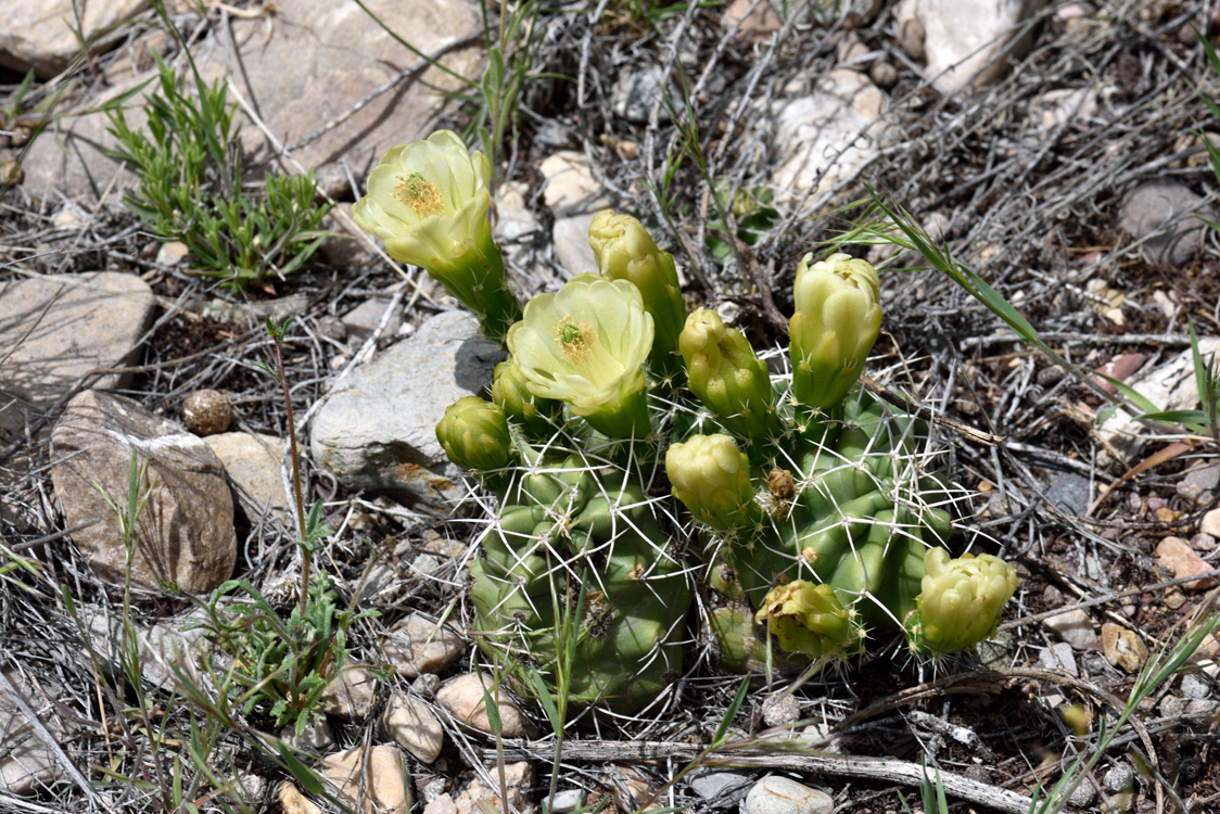 Echinocereus mojavensis, USA, Utah