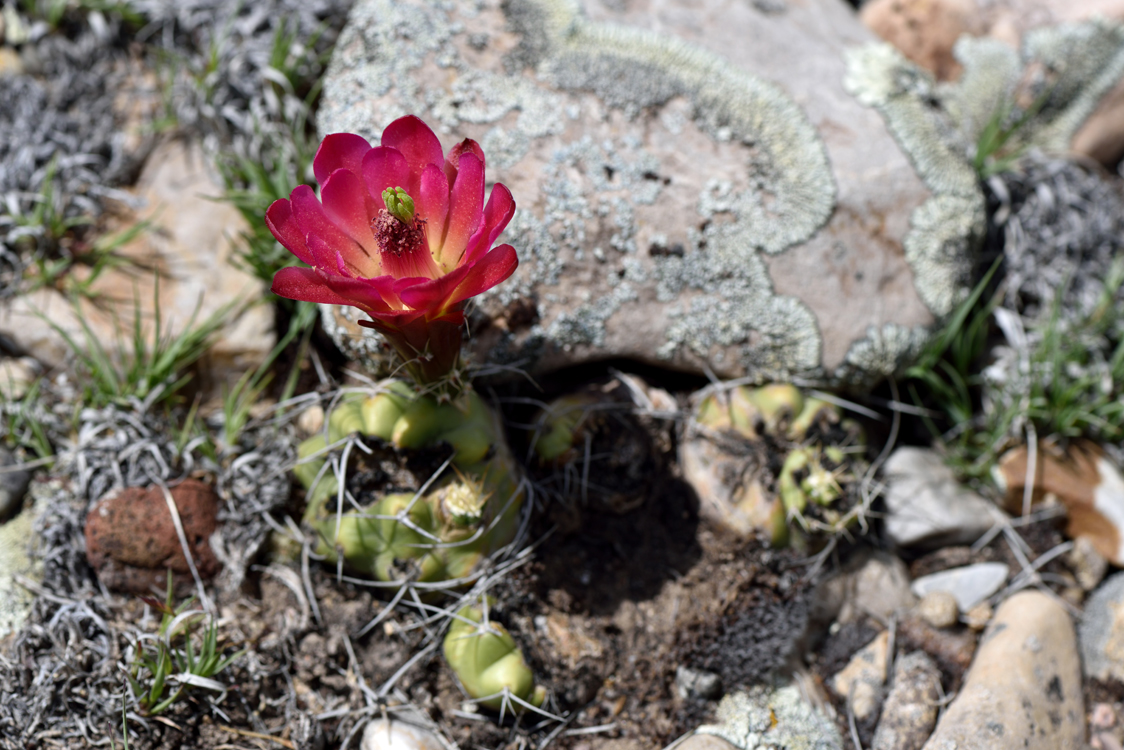 Echinocereus mojavensis, USA, Utah