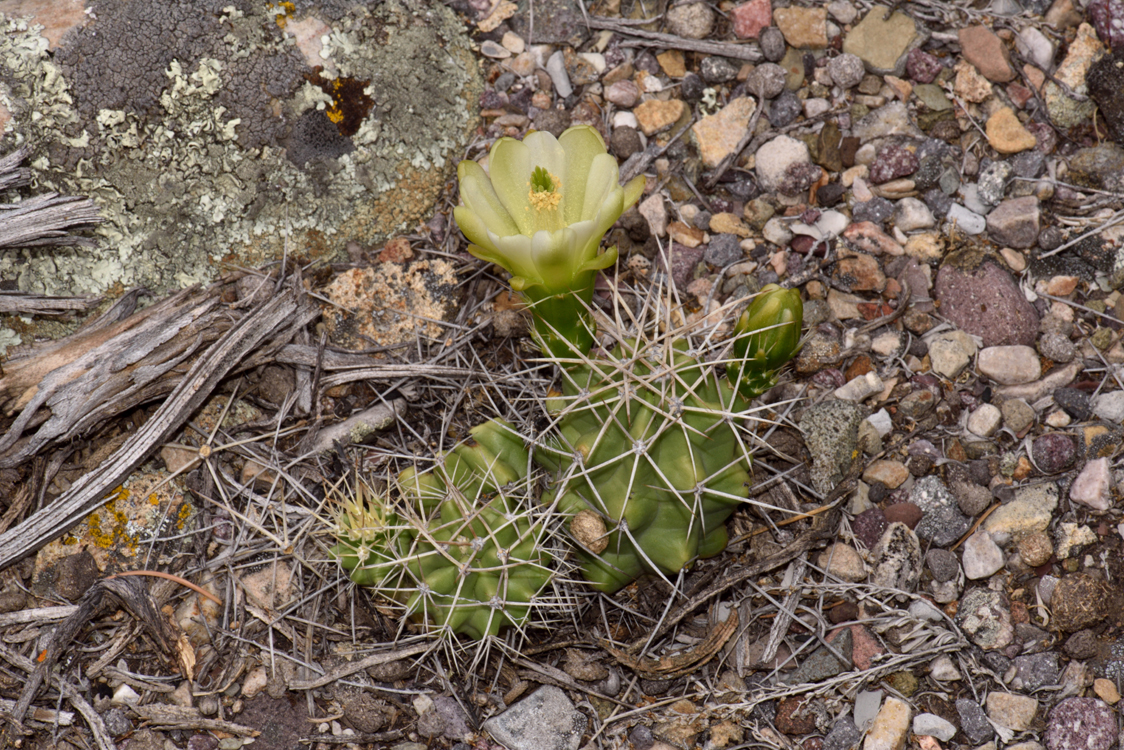 Echinocereus mojavensis, USA, Utah
