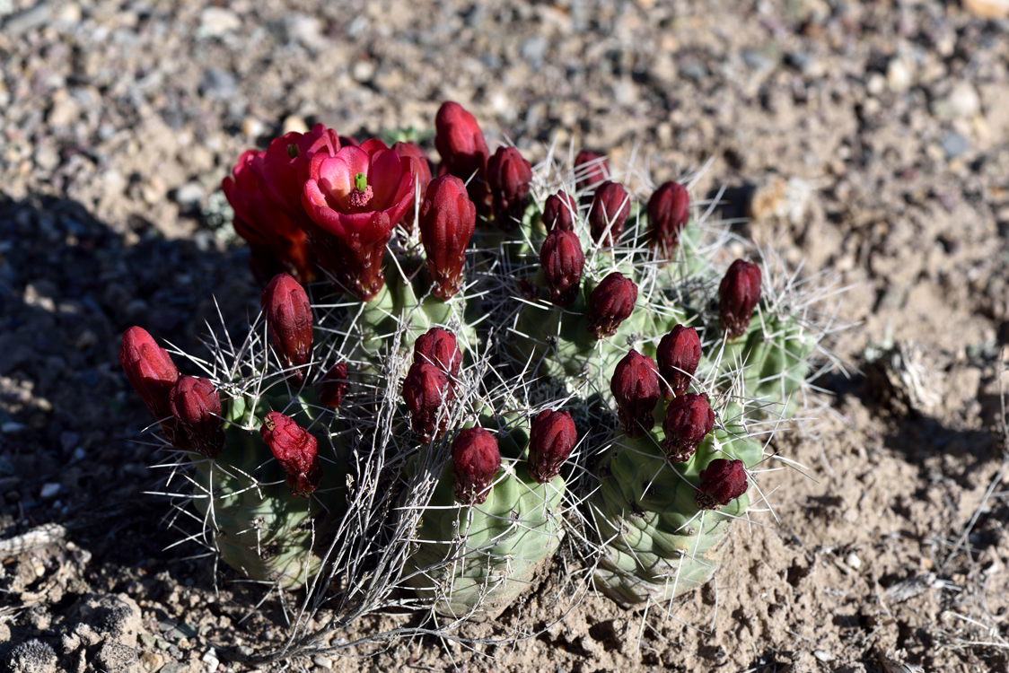 Echinocereus mojavensis, USA, Utah