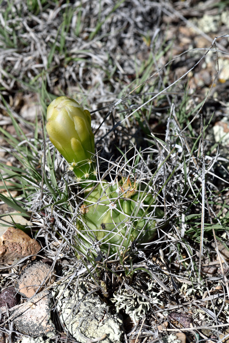 Echinocereus mojavensis, USA, Utah