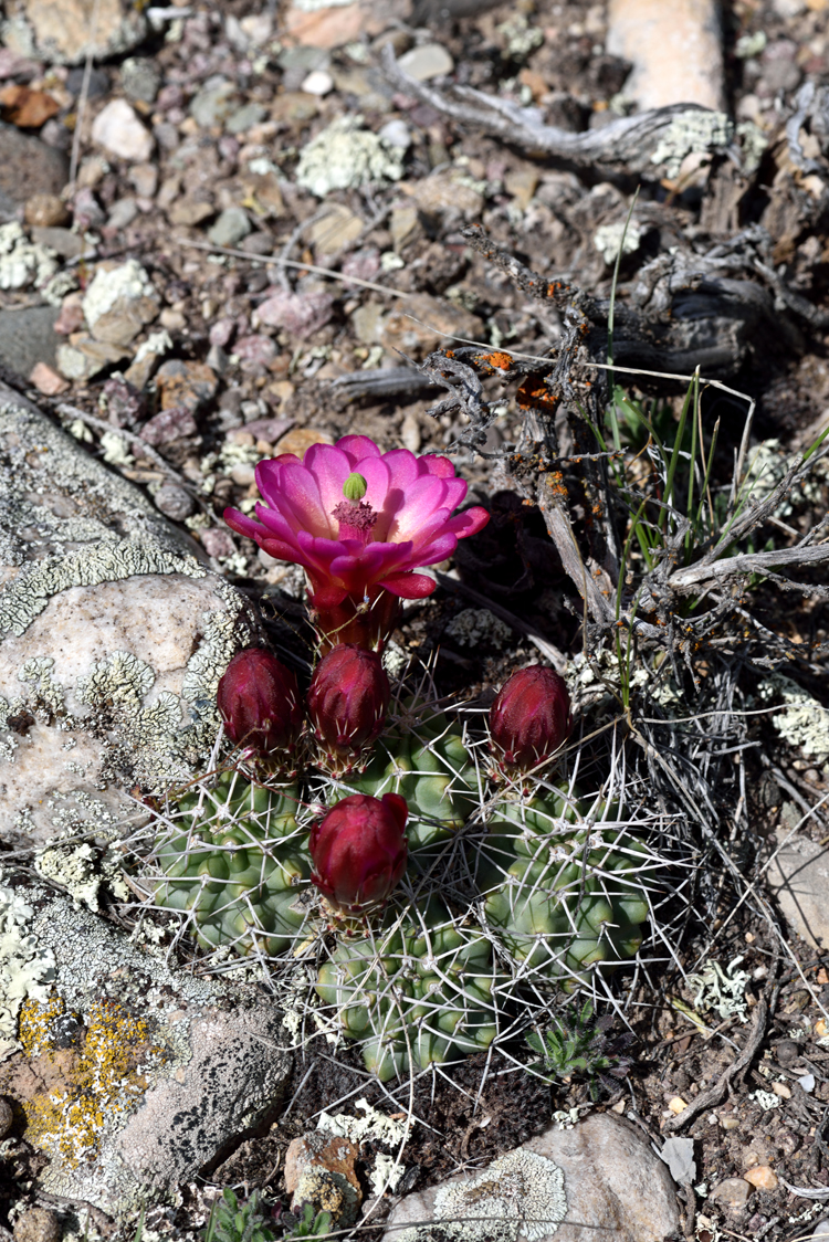Echinocereus mojavensis, USA, Utah