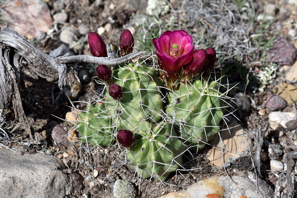 Echinocereus mojavensis, USA, Utah