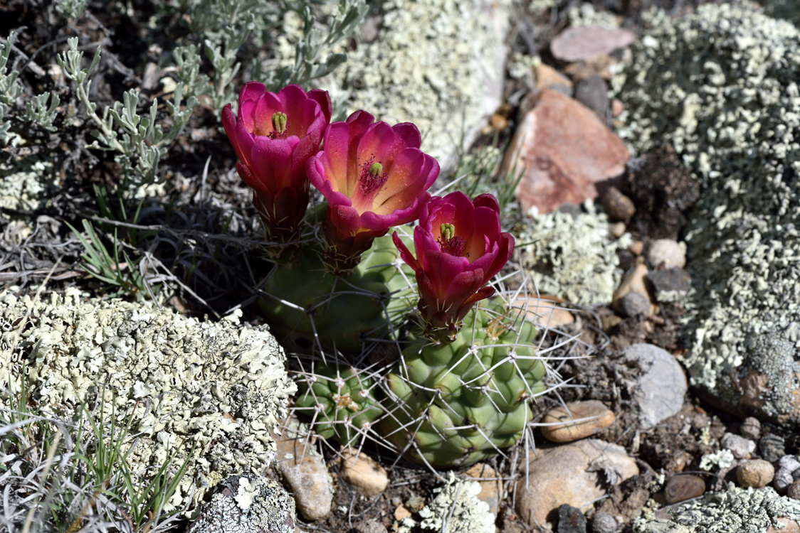 Echinocereus mojavensis, USA, Utah