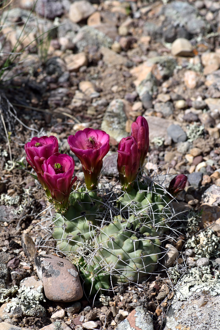 Echinocereus mojavensis, USA, Utah