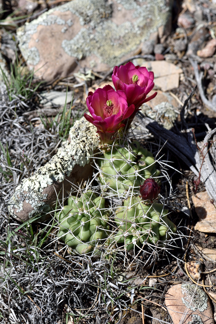 Echinocereus mojavensis, USA, Utah