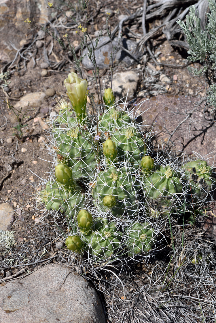 Echinocereus mojavensis, USA, Utah