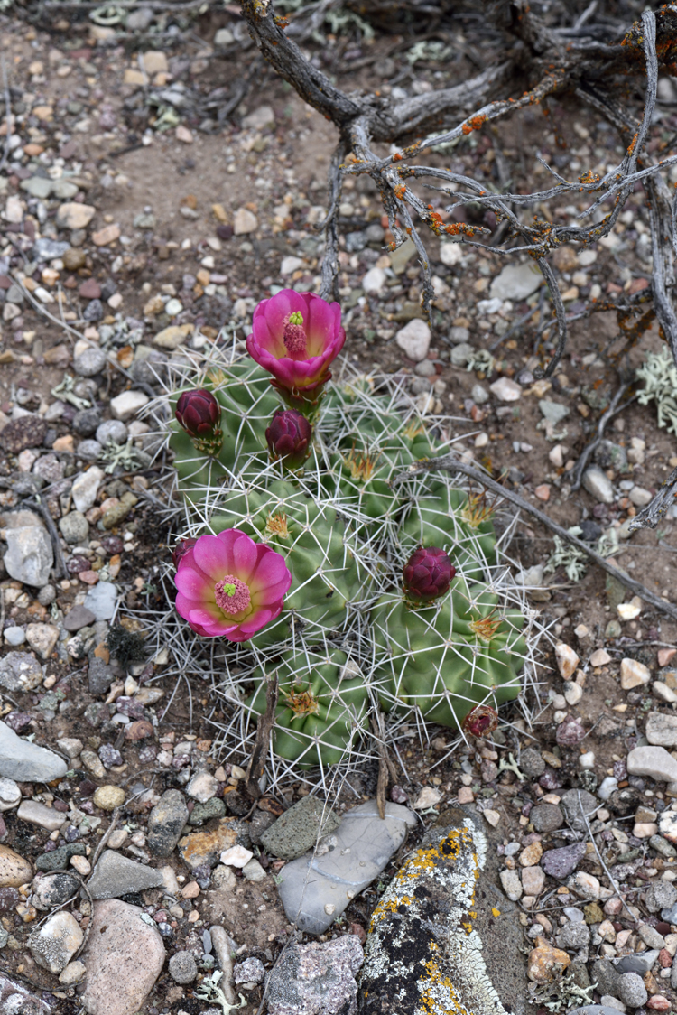 Echinocereus mojavensis, USA, Utah