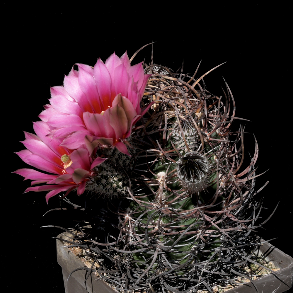 Echinocereus lindsayi, Mexico, Baja California (Video)