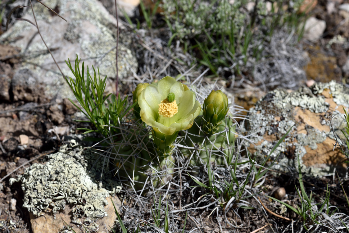 Echinocereus mojavensis, USA, Utah
