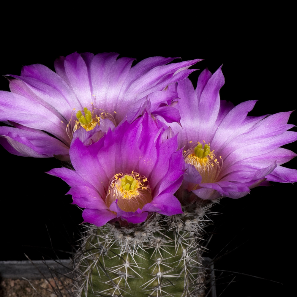 Zeitraffer Echinocereus palmeri, Mexico (Video)