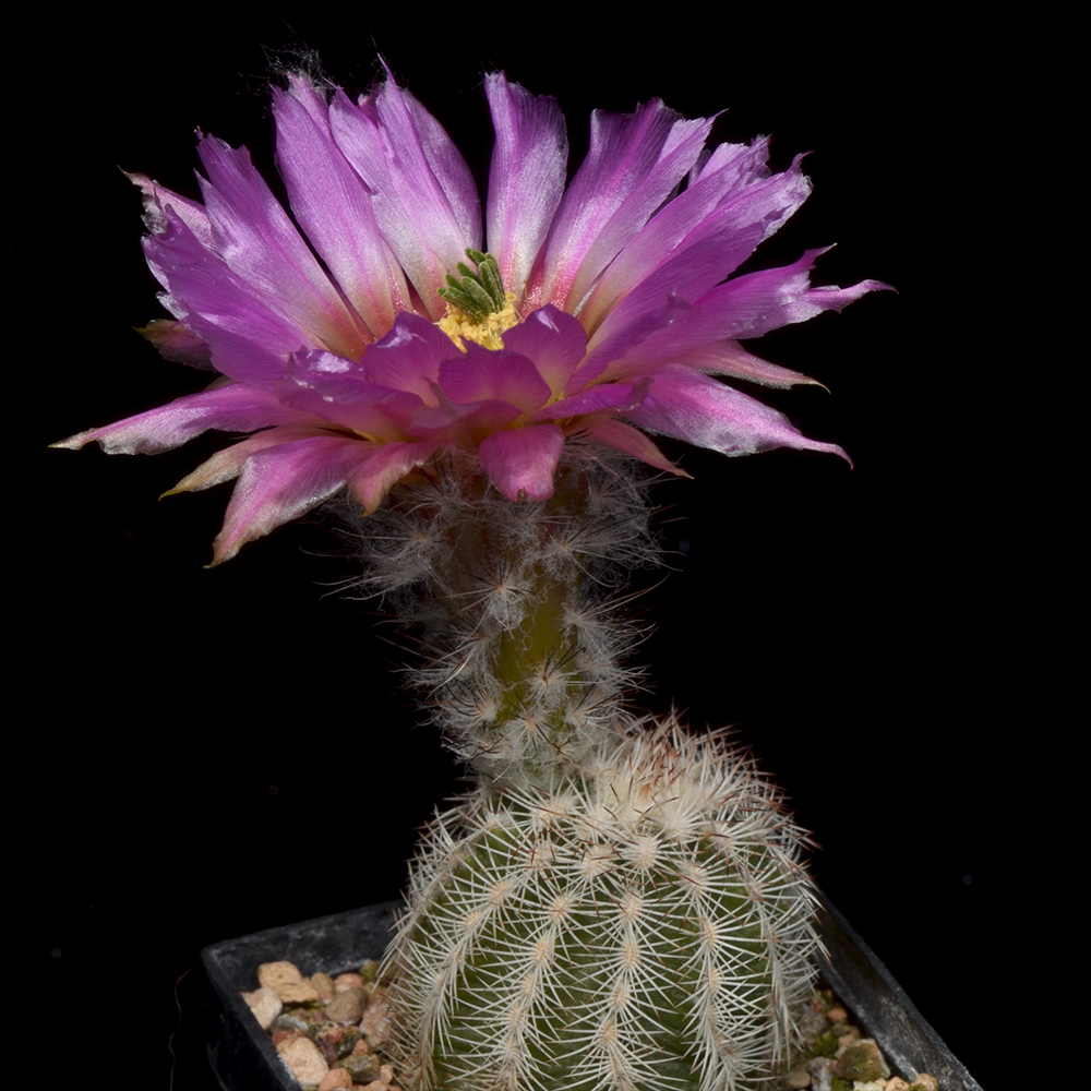 Echinocereus Online Shop: MAO Catalog Numbers - Echinocereus reichenbachii and subspecies (Video)